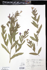 Epilobium hirsutum image