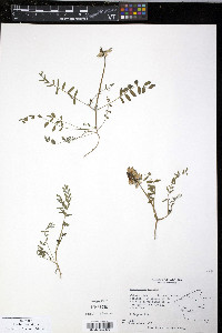 Astragalus agrestis image