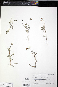 Astragalus nutzotinensis image