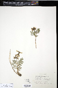 Astragalus umbellatus image