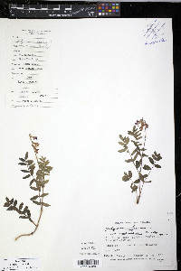 Hedysarum alpinum var. americanum image