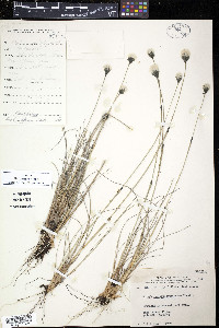 Eriophorum brachyantherum image