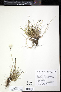 Eriophorum callitrix image