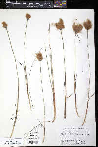 Eriophorum chamissonis image