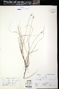 Eriophorum chamissonis image