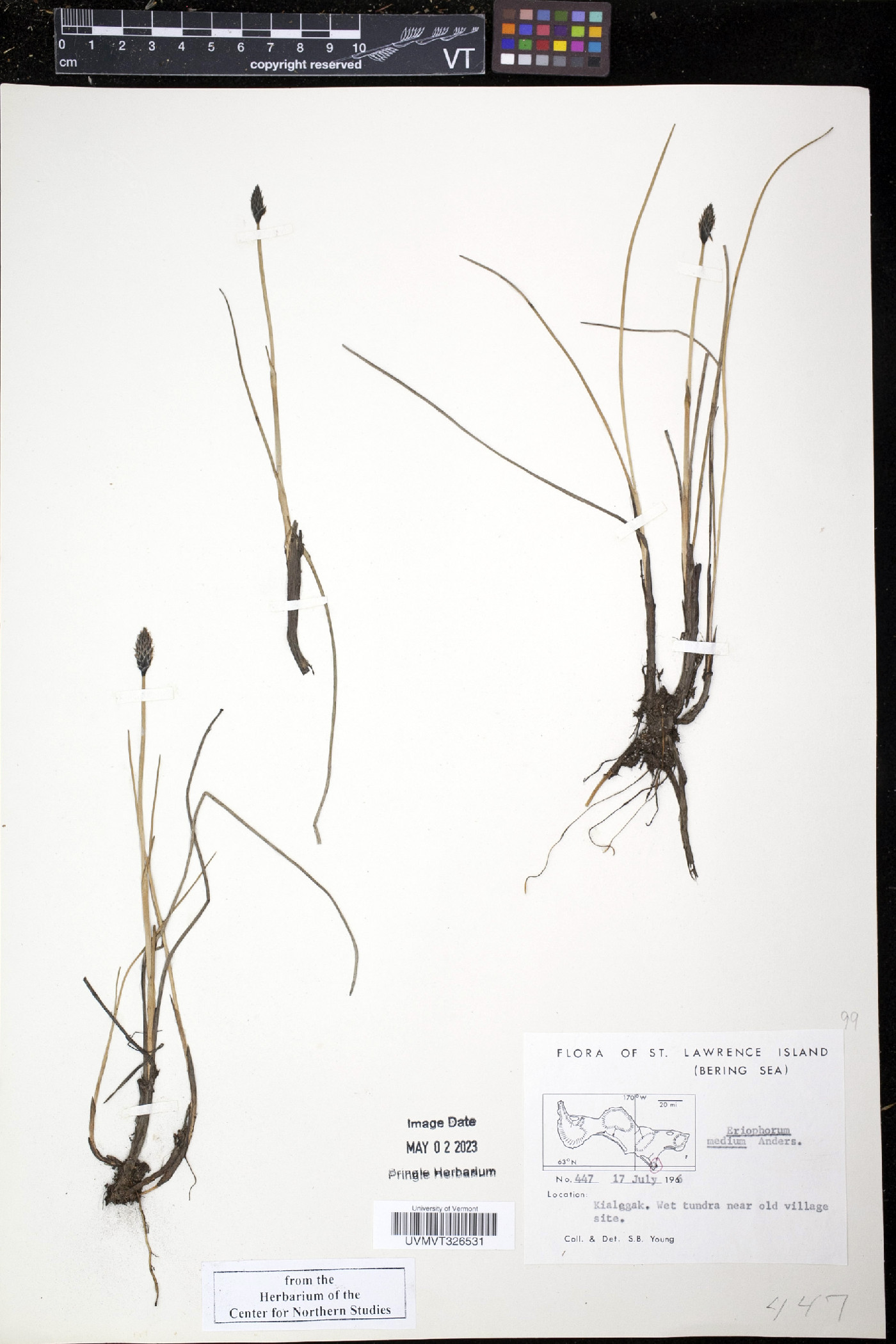 Eriophorum medium image