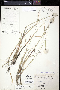 Eriophorum russeolum var. albidum image