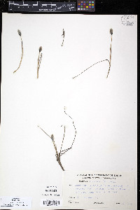 Eriophorum russeolum var. albidum image