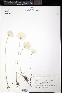 Eriophorum scheuchzeri var. tenuifolium image