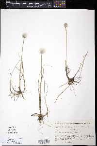 Eriophorum scheuchzeri image