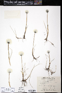 Eriophorum scheuchzeri image