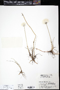 Eriophorum scheuchzeri image