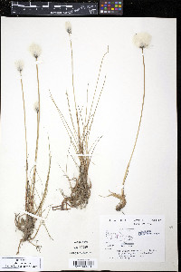 Eriophorum scheuchzeri image