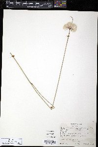 Eriophorum virginicum image