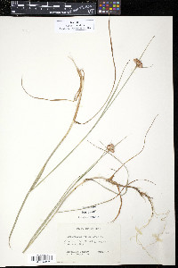 Eriophorum virginicum image