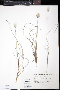 Eriophorum vaginatum image