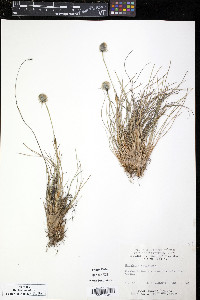 Eriophorum vaginatum image