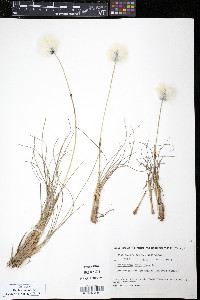 Eriophorum vaginatum image