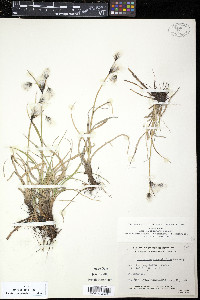 Eriophorum angustifolium image