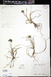 Eriophorum angustifolium image