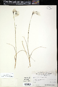 Eriophorum angustifolium image