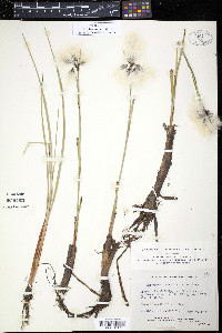 Eriophorum angustifolium image