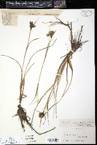 Eriophorum angustifolium image