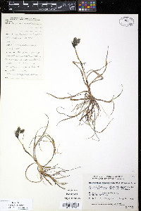 Eriophorum angustifolium image