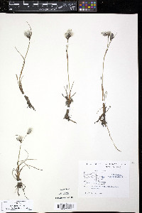 Eriophorum angustifolium image