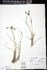 Eriophorum angustifolium image