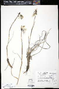 Eriophorum angustifolium image