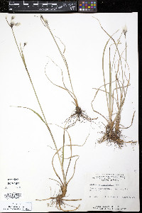 Eriophorum angustifolium image