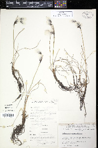 Eriophorum angustifolium image