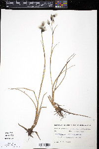 Eriophorum angustifolium image