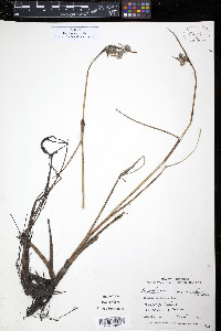 Eriophorum angustifolium image