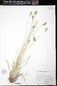 Carex foenea var. foenea image