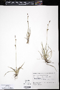 Carex vaginata image