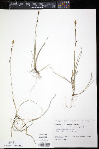 Carex vaginata image