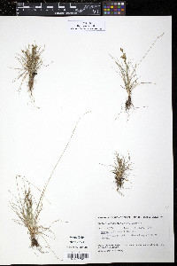 Carex williamsii image