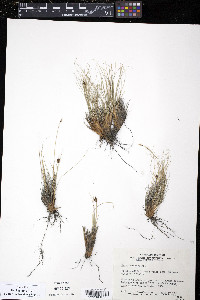 Carex nardina image