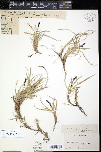 Carex nesophila image