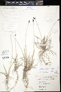 Carex norvegica image