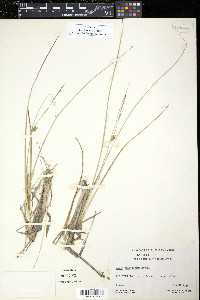 Carex oligosperma image