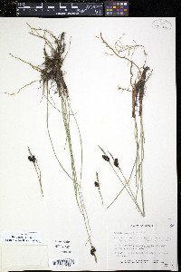 Carex pluriflora image