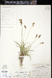 Carex praticola image