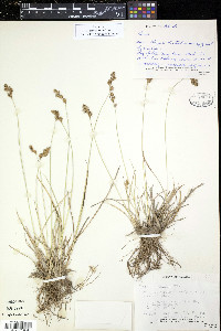 Carex praticola image