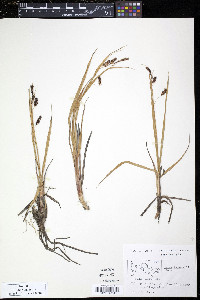 Carex ramenskii image