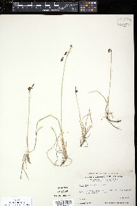 Carex rariflora image