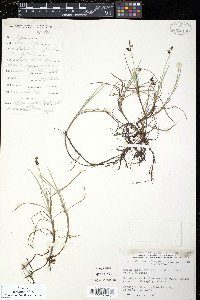 Carex rariflora image