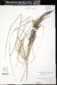 Carex recta image